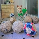 소소한진심 | 공모주 청약으로 강아지 사료값 벌었어요 🐾 마키나락스 청약 후기 소소한 수익, 진심 어린 감사