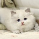 집사의 하루 대구점 이미지