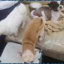 데이동물의료센터 이미지