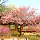 분서 Daum카페