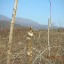 고향에봄 이미지