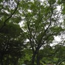 마을회관 정자옆 이미지