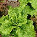 풍납중학교 이미지