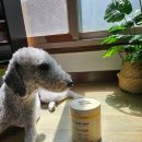 수다펫 | 강아지종합영양제 한아름펫 하루 한 포로 챙기는 페티너 올인업 맥스 후기 🐶💛