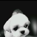 수아동물병원 이미지