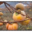 진아농장 이미지