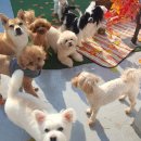 중산로157번길 | 엄마 잘 다녀와, 강아지교육·반려견코칭 전문 서비스 후기