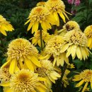 바위섬펜션 이미지