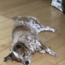 알라꿀 펫살롱 이미지