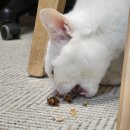 호치킨 부산수영역점 이미지