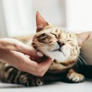 멍멍식객 이미지