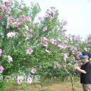 무궁화꽃이피었습니다 이미지