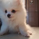 강아지발바닥 이미지