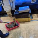 우정시장 | 노량진수산물도매시장 방어회 포장 후기, 우정수산에서 한 상 제대로 챙겼어요