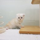 낭만고양이(강서점) 이미지