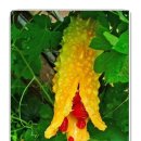 여주-0900 이미지