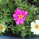 채송화 - 영주시 중앙로 109 | 채송화