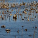 볼음저수지 이미지