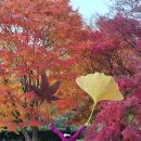 도선국사마을 | 영암 가볼만한곳 월출산 여행 단풍 나들이 도갑사