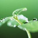 신록1로 이미지