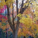 유치자연휴양림 이미지