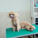 강변애견미용호텔 이미지