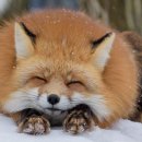 FOX 이미지