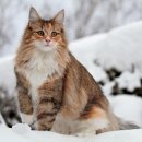 멋진 고양이 이미지