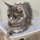 메인쿤 하우스 이미지