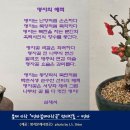 명자분재사랑곳 명자 詩 카드 - 23 명자의 매력 이미지