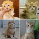 오피피시방 이미지