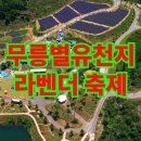 라이브동해의꿈 | 무릉별유천지 라벤더축제 기본정보부터 동해시 축제 일정, 주차 방법, 함께 가볼 만한 축제까지 완벽 안내