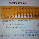 여왕벌탄생주기 이미지