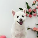 수수펫살롱 이미지