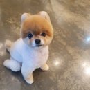 감성그루밍 이미지