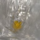 킥커피 | 농심 망고킥 후기 5월 신상과자 파는곳 | 애플망고킥 편의점 신상과자추천