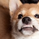 목감동물병원 이미지