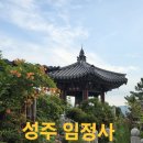 온가을054 | 성주 임정사 능소화·배롱나무 개화 현황 및 숨은 주차 꿀팁 26.07.02(목)