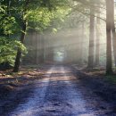 더불어숲 이미지