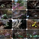 바람꽃공원 이미지