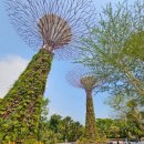 가든 오브 클라우드 | 싱가포르 가든스바이더베이 플라워돔 클라우드포레스트 추천후기(5월입장권 10%할인링크)💚