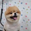 아망도그플레이스 이미지