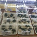 도계부부시장 이미지