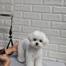 언니네 펫 이미지