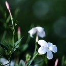 쟈스민 Daum카페