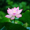 명상기공 이미지