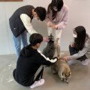 댕댕냥냥 이미지