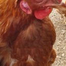 대산축산농장 | 열명의 농부 채식뷔페 대표 류근모