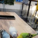 앵무새카페리프패럿 - 기장군 구연방곡로 43 | 앵무새카페리프패럿