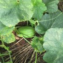 아멘농장 이미지